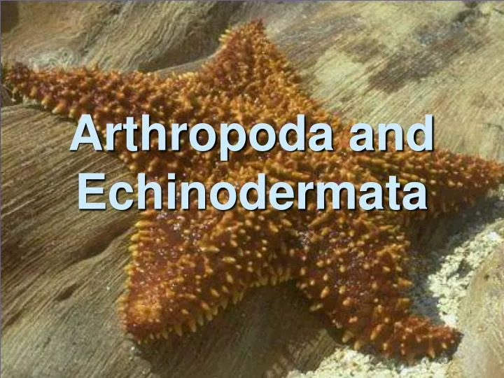arthropoda and echinodermata