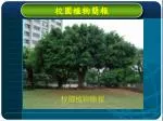 校園植物簡報 - slide 1