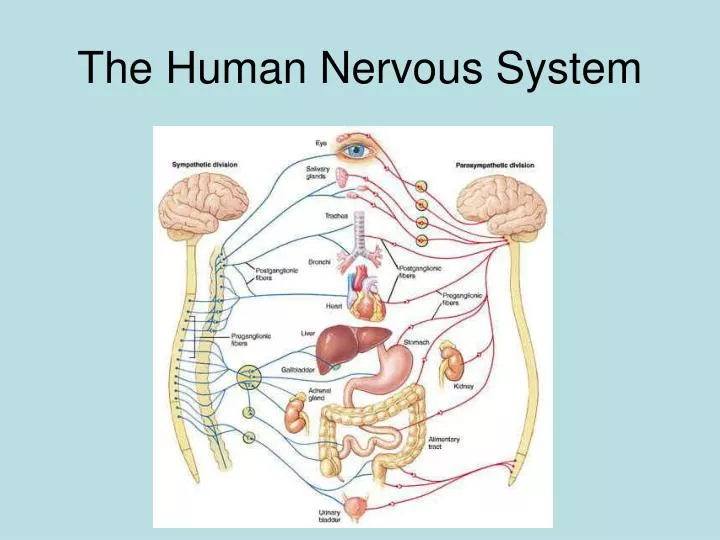 the human nervous system