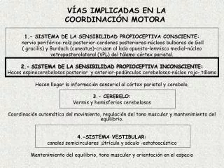 v as implicadas en la coordinaci n motora