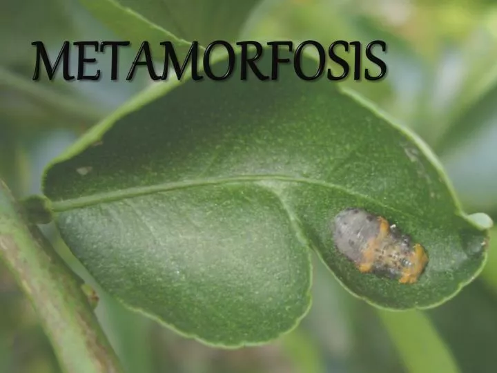 metamorfosis