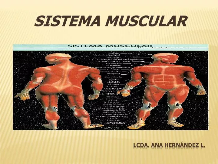 sistema muscular