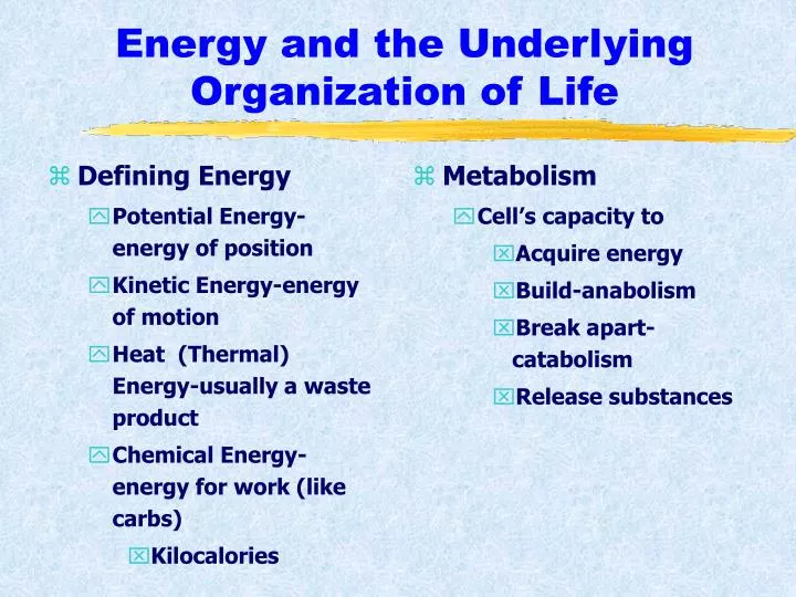 energy and the underlying organization of life