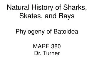 Natural History of Sharks, Skates, and Rays Phylogeny of Batoidea MARE 380 Dr. Turner