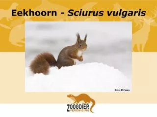 eekhoorn sciurus vulgaris