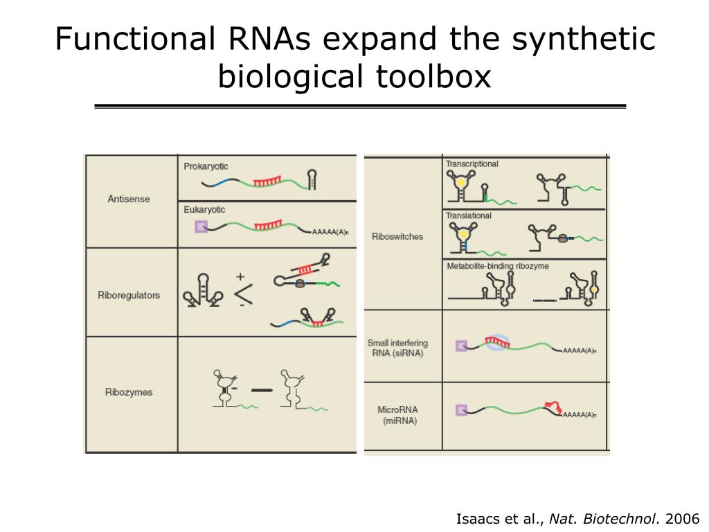 PPT - Functional RNAs expand the synthetic biological toolbox ...