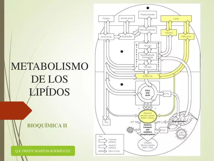 metabolismode los lip dos