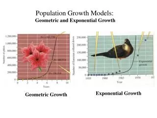 Population Growth Models: Geometric and Exponential Growth