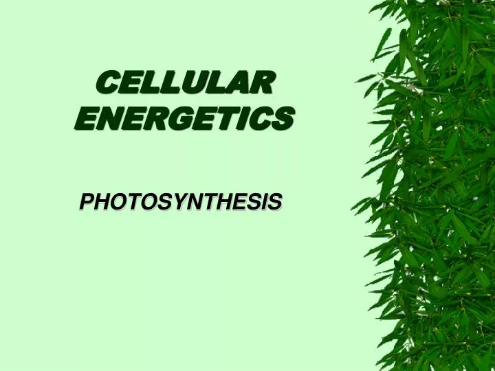 cellular energetics