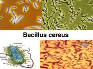 bacillus cereus