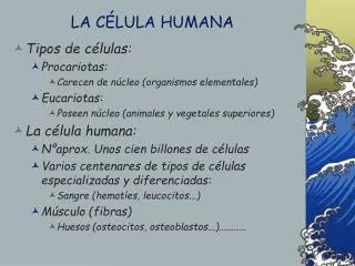 la c lula humana