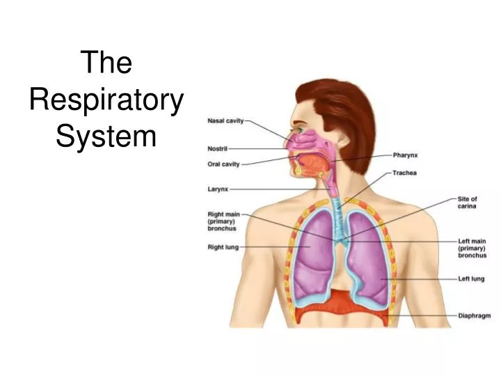 the respiratory system