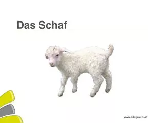 das schaf