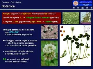 botanica
