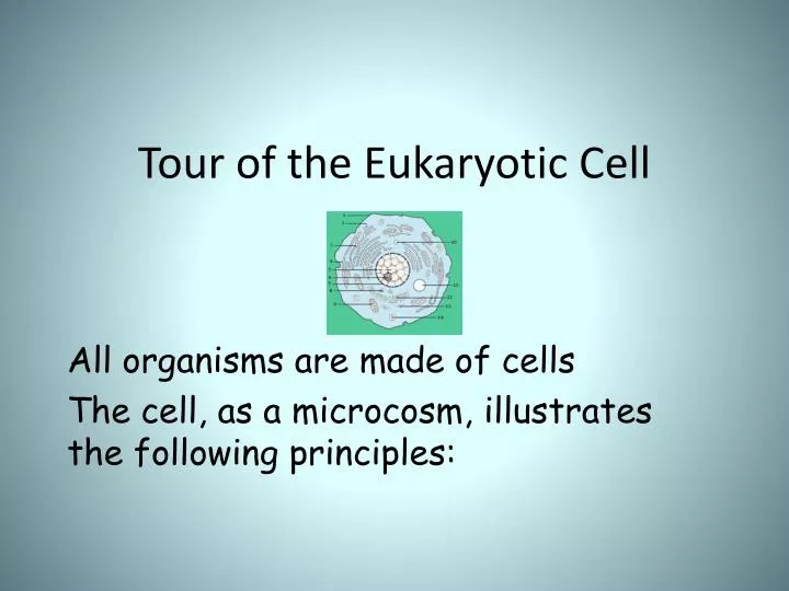 tour of the eukaryotic cell