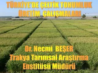 TÜRKİYE'DE ÇELTİK TOHUMLUK ÜRETİM ÇALIŞMALARI Dr. Necmi BEŞER