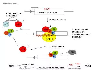 RNA pol II