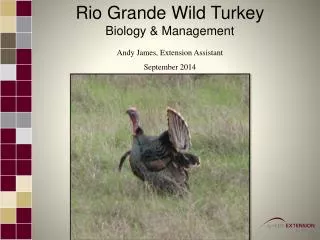 Rio Grande Wild Turkey Biology &amp; Management Andy James, Extension Assistant September 2014