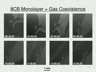 8CB Monolayer + Gas Coexistence