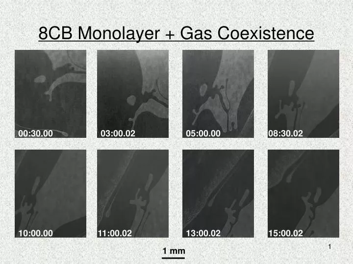 8cb monolayer gas coexistence