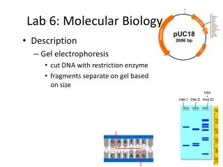 Lab 6: Molecular Biology