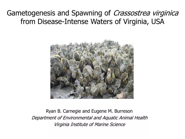 gametogenesis and spawning of crassostrea virginica from disease intense waters of virginia usa