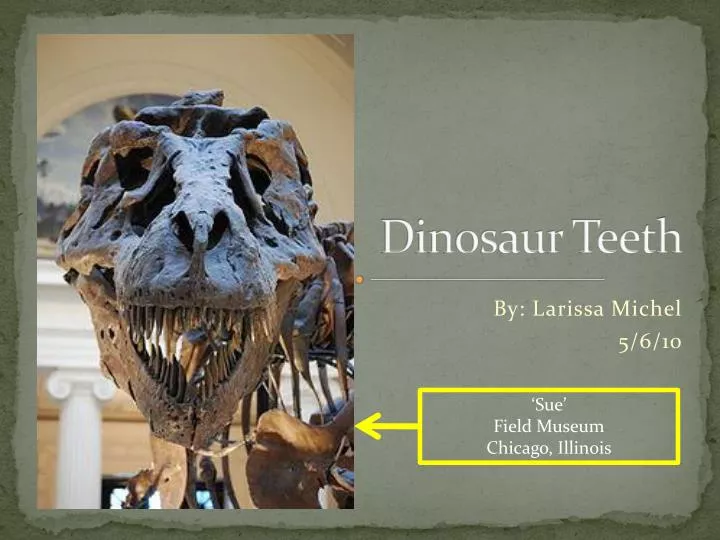 dinosaur teeth