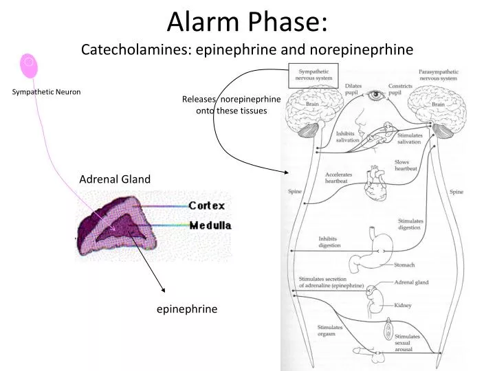 alarm phase catecholamines epinephrine and norepineprhine