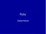 Ryby - slide 1