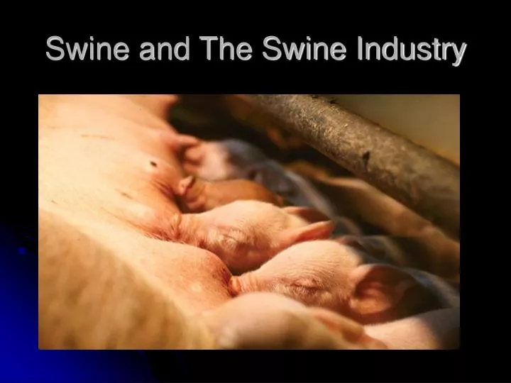 swine and the swine industry