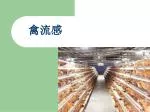 禽流感 - slide 1