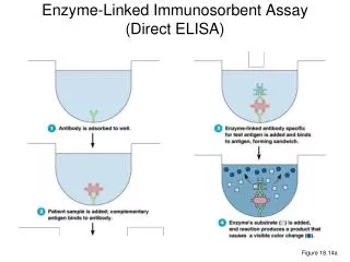 Enzyme-Linked Immunosorbent Assay (Direct ELISA)