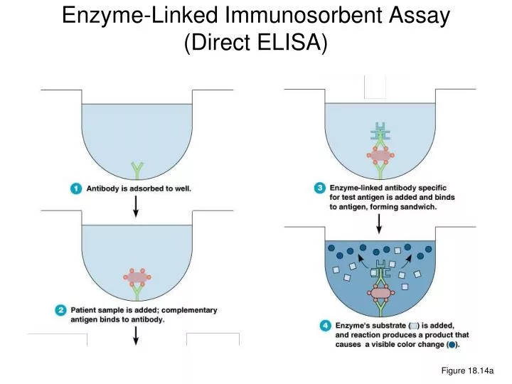 enzyme linked immunosorbent assay direct elisa