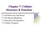 Chapter 7: Cellular Structure &amp; Function - slide 1
