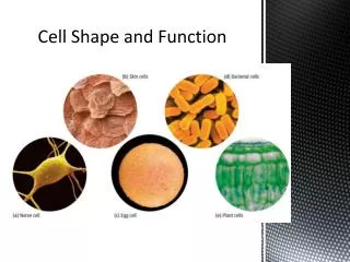 Cell Shape and Function