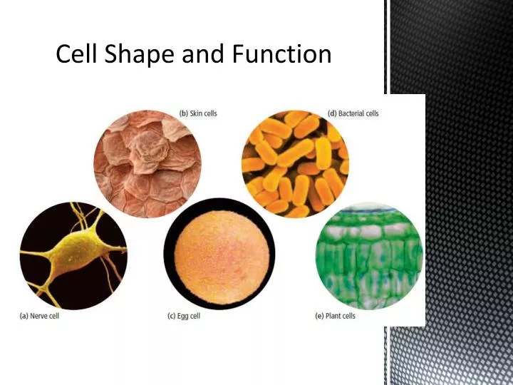 cell shape and function