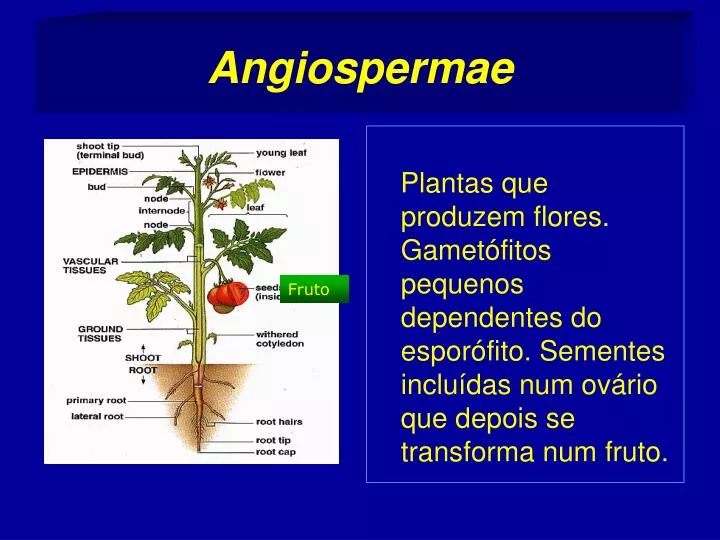 angiospermae