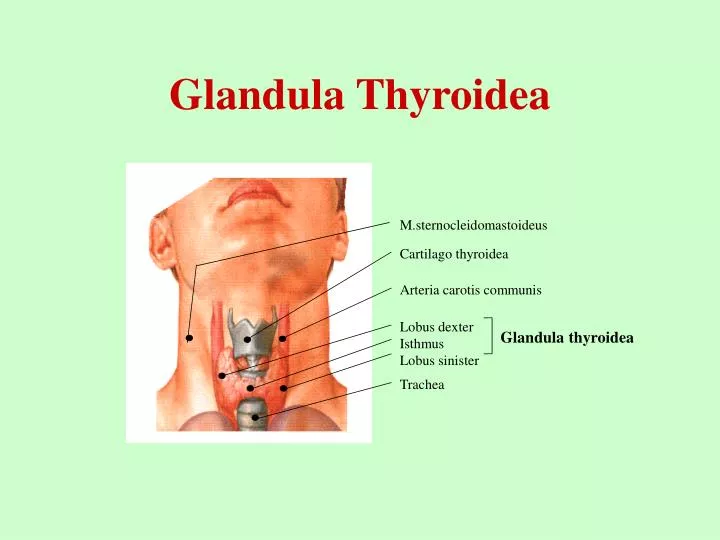 glandula thyroidea