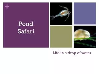 Life in a drop of water