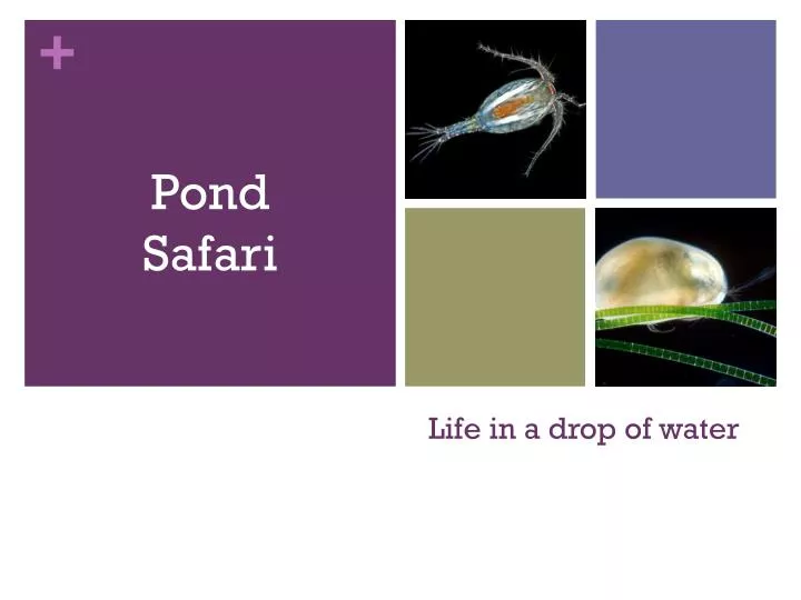 life in a drop of water