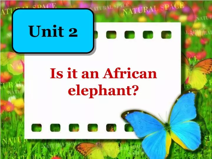 is it an african elephant