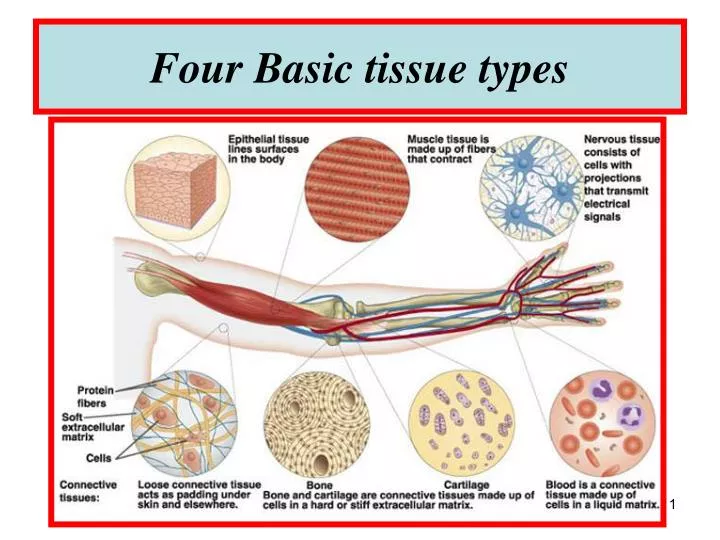 four basic tissue types
