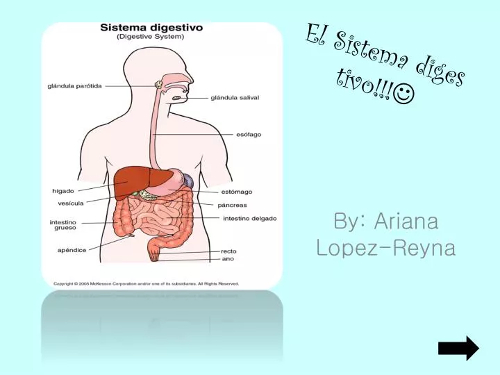 el sistema diges tivo