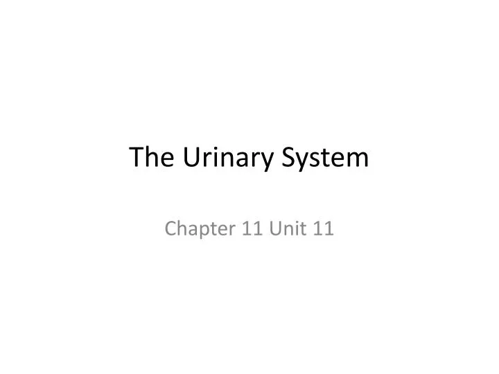 the urinary system