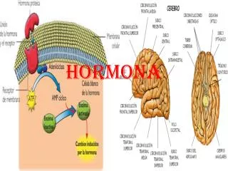 hormona