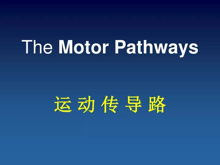the motor pathways