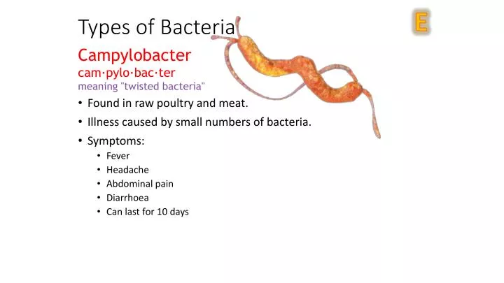 types of bacteria