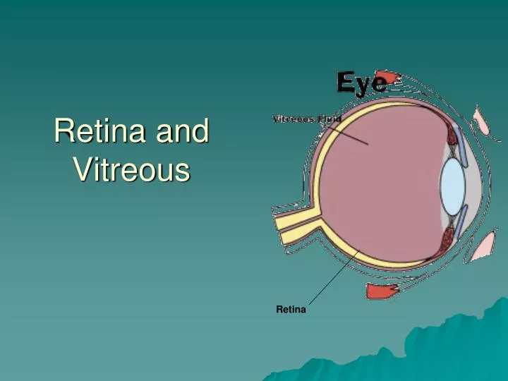 retina and vitreous