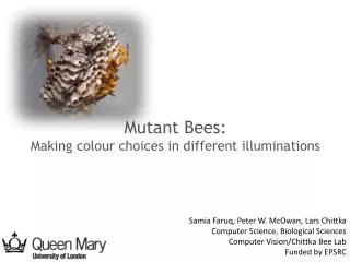 Mutant Bees: Making colour choices in different illuminations