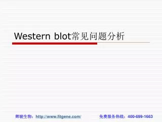 western blot